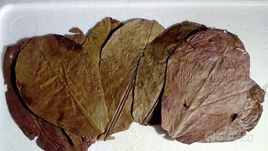 4 foglie di catappa per acquario