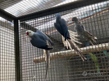 Parrocchetti ed altre specie