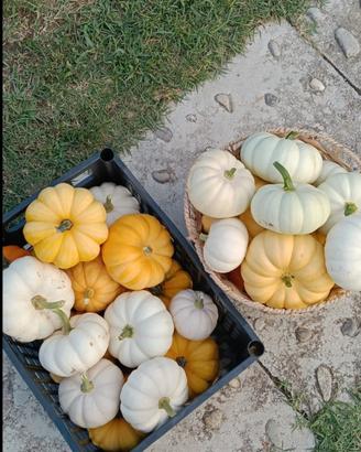 zucche ornamentali 