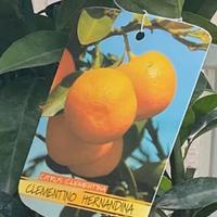 Pianta clementino Hernandina Tardivo