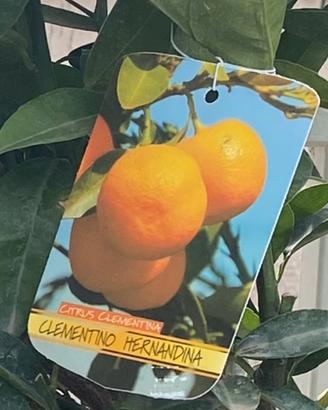 Pianta clementino Hernandina Tardivo