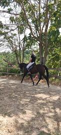 Cavallo