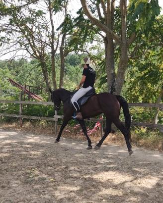Cavallo