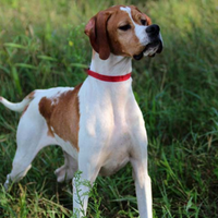 Pointer pronta caccia