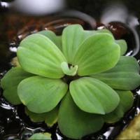 Pistia Stratiotes - Pianta Galleggiante Acquario