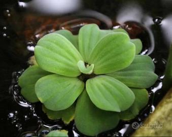Pistia Stratiotes - Pianta Galleggiante Acquario