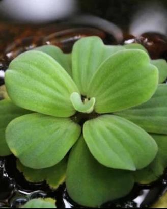 Pistia Stratiotes - Pianta Galleggiante Acquario