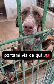 Chocolat 4 anni simil bracco