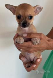 Cuccioli chihuahua
