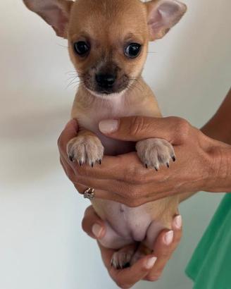 Cuccioli chihuahua