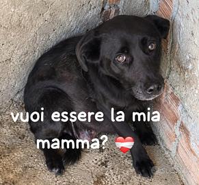 GILDA 9/10 ANNI 18 kg circa taglia media