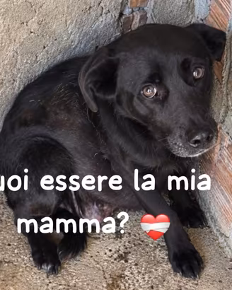 GILDA 9/10 ANNI 18 kg circa taglia media