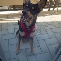 Cagnlonino 1 anno e mezzo