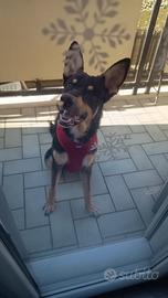 Cagnlonino 1 anno e mezzo