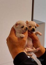 Chihuahua mimi toy