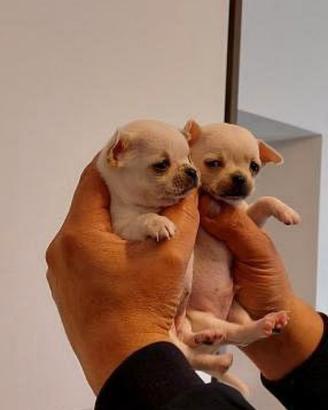 Chihuahua mimi toy