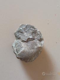 conchiglia fossile gasteropode