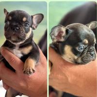 Bulldog francese miny