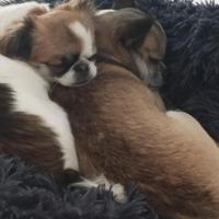 Chihuahua femmina e maschio