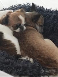 Chihuahua femmina e maschio