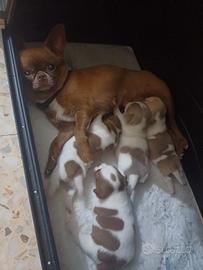 Chihuahua