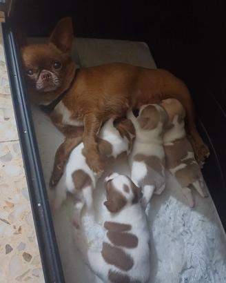 Chihuahua