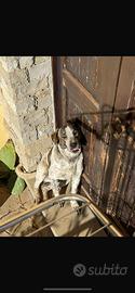 Cane simil corso di 2 anni