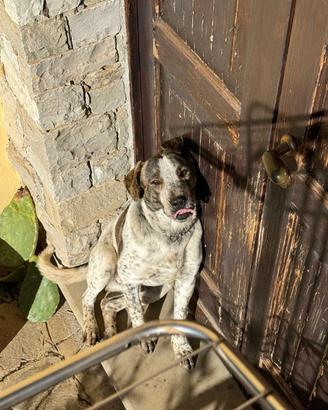 Cane simil corso di 2 anni
