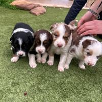 Cuccioli di bordie collie disponibili