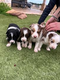 Cuccioli di bordie collie disponibili