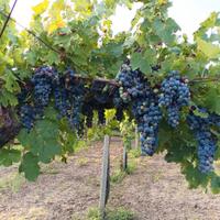 Aglianico del Taburno