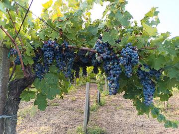 Aglianico del Taburno