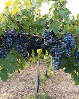 Aglianico del Taburno