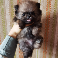 CUCCIOLI Volpino Pomerania TOY con PEDIGREE ENCI