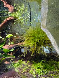 Taiwan moss muschio acquario