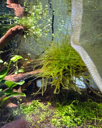 Taiwan moss muschio acquario