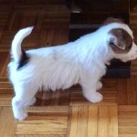 Jack russell cuccioli
