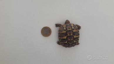 Tartaruga