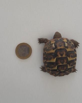 Tartaruga