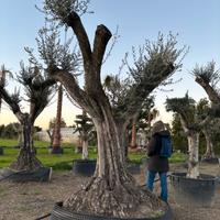 Pianta olivo leccino 140 anni altezza 320/340 cm