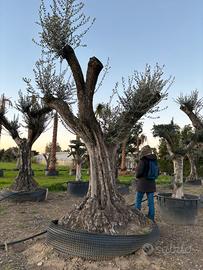Pianta olivo leccino 140 anni altezza 320/340 cm