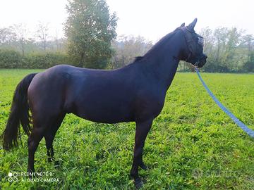 Pony Castrone Classe B