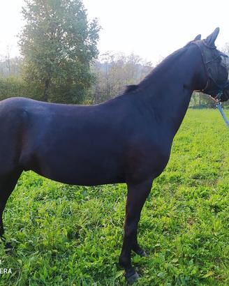 Pony Castrone Classe B