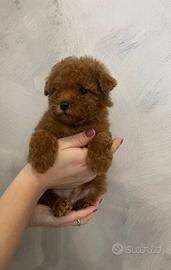 Cuccioli di barboncino toy