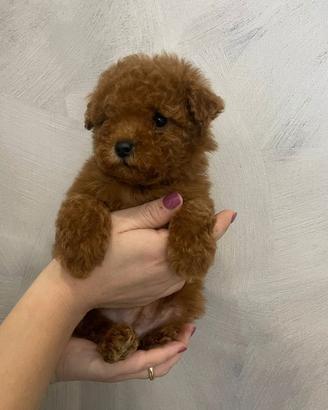 Cuccioli di barboncino toy