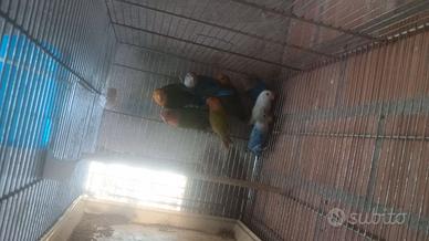 Uccelli