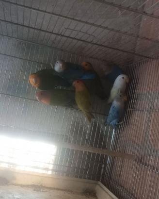 Uccelli