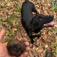 Bracca hurzharr da tartufi