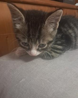 Gattini 2 mesi