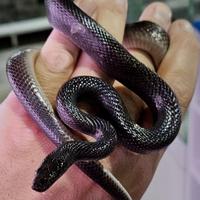 Serpente Boaedon Olivaceus